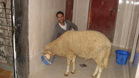khawa driss